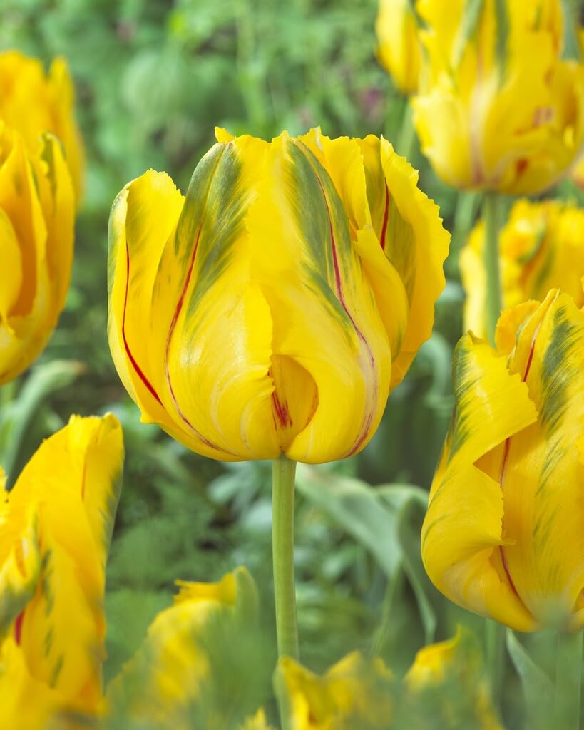 La Courtine Parrot Tulip Bulbs for Planting - Easy to Grow Perennial Tulips