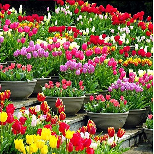 Two Bulbs Tulip Bulbs Mixed Tulips Varieties Collection Tulips Bulbs for Gardens Spring Flowering Bulbs Ready to Plant Flower Bulbs Garden Landscape . ?Perimeter: 10cm,Random Color.?