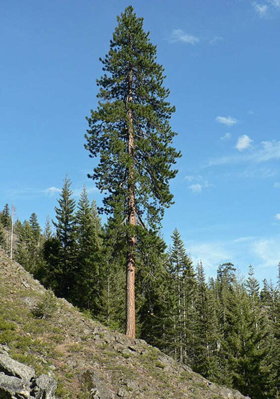 Ponderosa Pine Tree Seeds for Planting (30 Seeds) - Western Yellow Pine, Pinus ponderosa