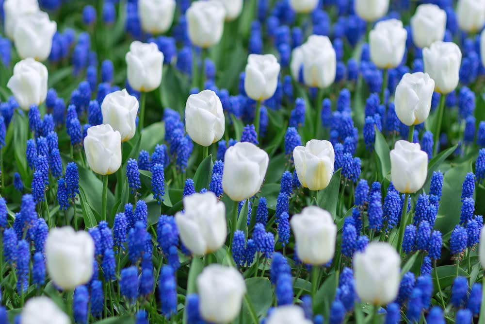 White Tulips and Blue Hyacinth - 40 Total Bulbs - Grow a Stunning Spring Flower Garden
