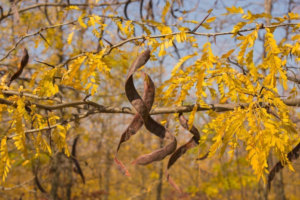 Honey Locust Tree Seedlings for Planting