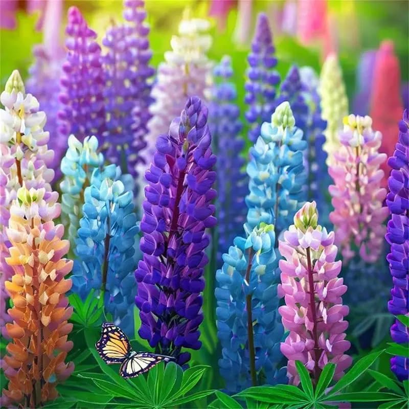 100 Lupine Flower Seeds for Planting - Very Easy to Grow