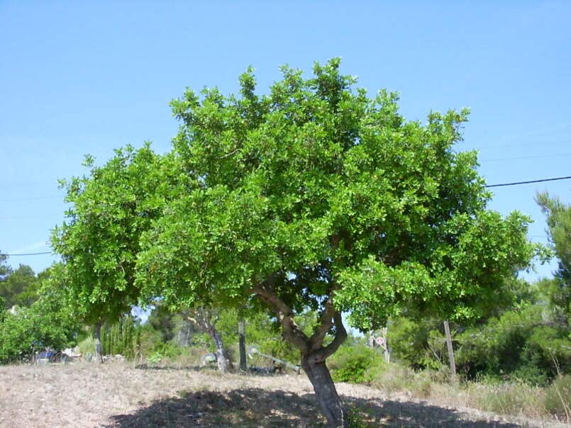 St. John's Bread Tree Seeds for Planting (10 Seeds) - Ceratonia Siliqua, Carob Tree