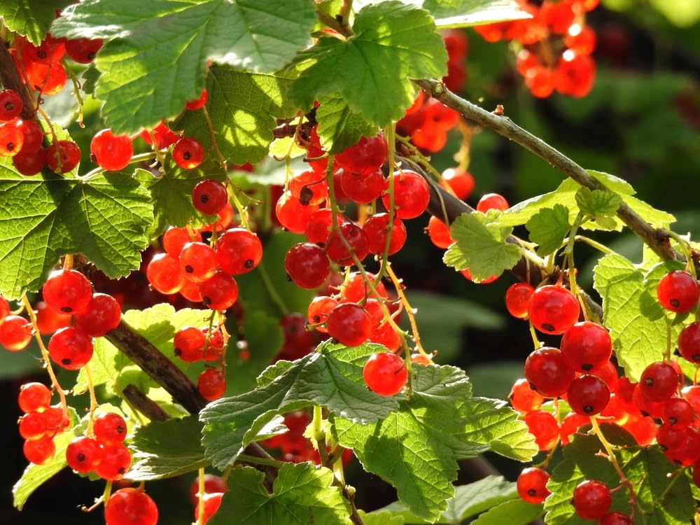 30 Alpine Currant Bush Seeds for Planting - Indian Cherry - Ribes alpinum