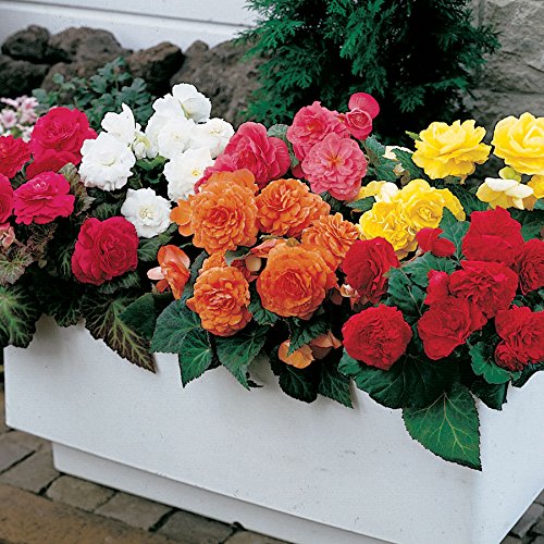 Begonia Non Stop Mix (3 Bulbs) Brilliant Color Throughout Summer and Fall!