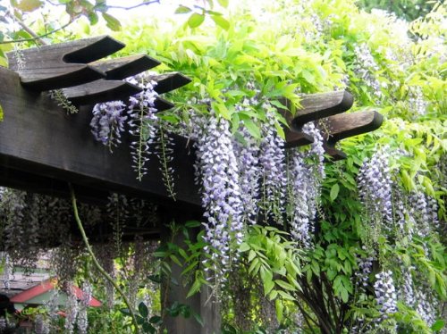 American Wisteria Seeds - Wisteria Vine with Scented Purple Flowers from Madison, WI
