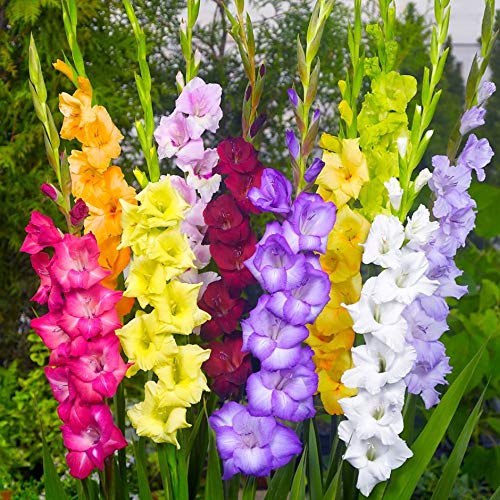 Gladiolus Flower Bulbs - Rainbow Mix - 20 Bulbs - Mixed Flower Bulbs, Bulb Attracts Bees, Attracts Butterflies, Attracts Hummingbirds, Attracts Pollinators, Easy to Grow & Maintain, Container Garden
