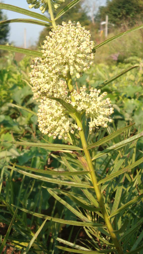 Tall Green Milkweed Seeds for Planting (50 Seeds) - Asclepias hirtella