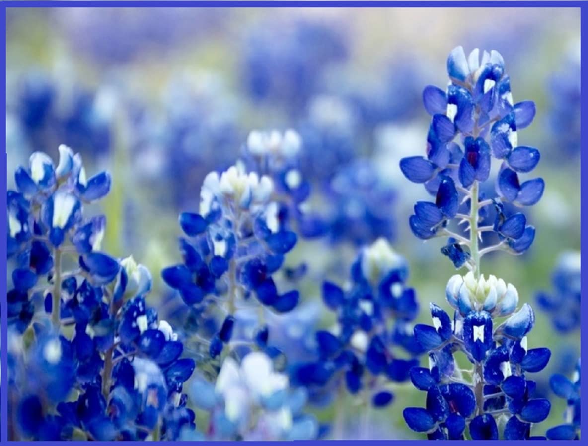 Texas Bluebonnet Wildflower Seeds for Planting - 100+ Seeds - Vibrant Blue Wildflowers, Ships from Iowa, USA