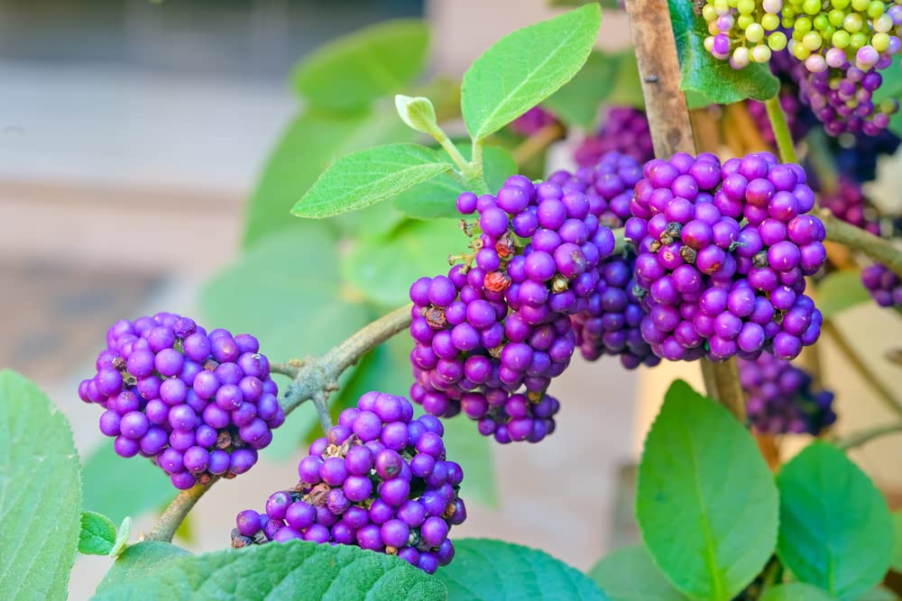 American Beautyberry Bush Seedlings (Beauty Berry) to Plant - Callicarpa Americana - No Ship to California