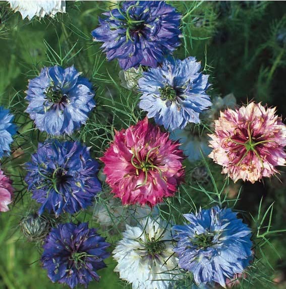Nigella Miss Jekyll Flower Mix Seeds for Planting (30 Seeds) - Stunning Color and Look
