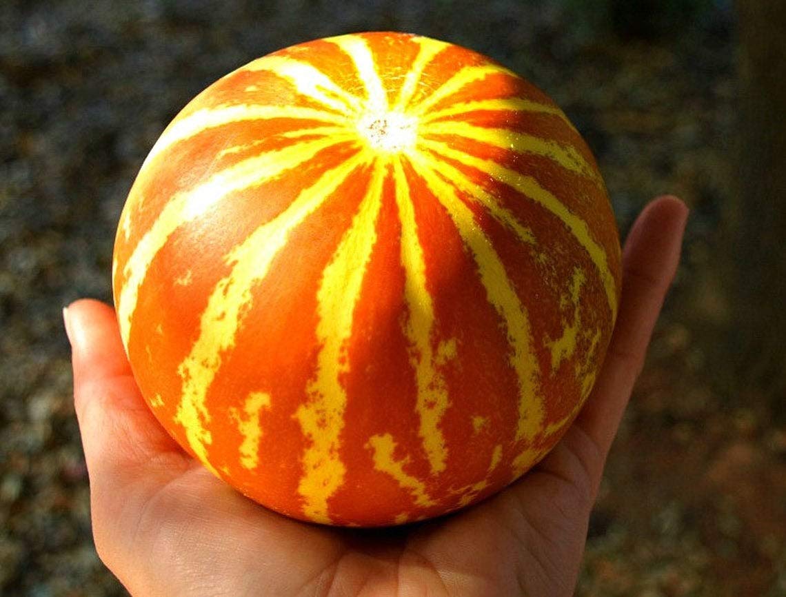 Queen Anne's Pocket Melon Seeds - 10 Seeds - Grow Your Own Food.