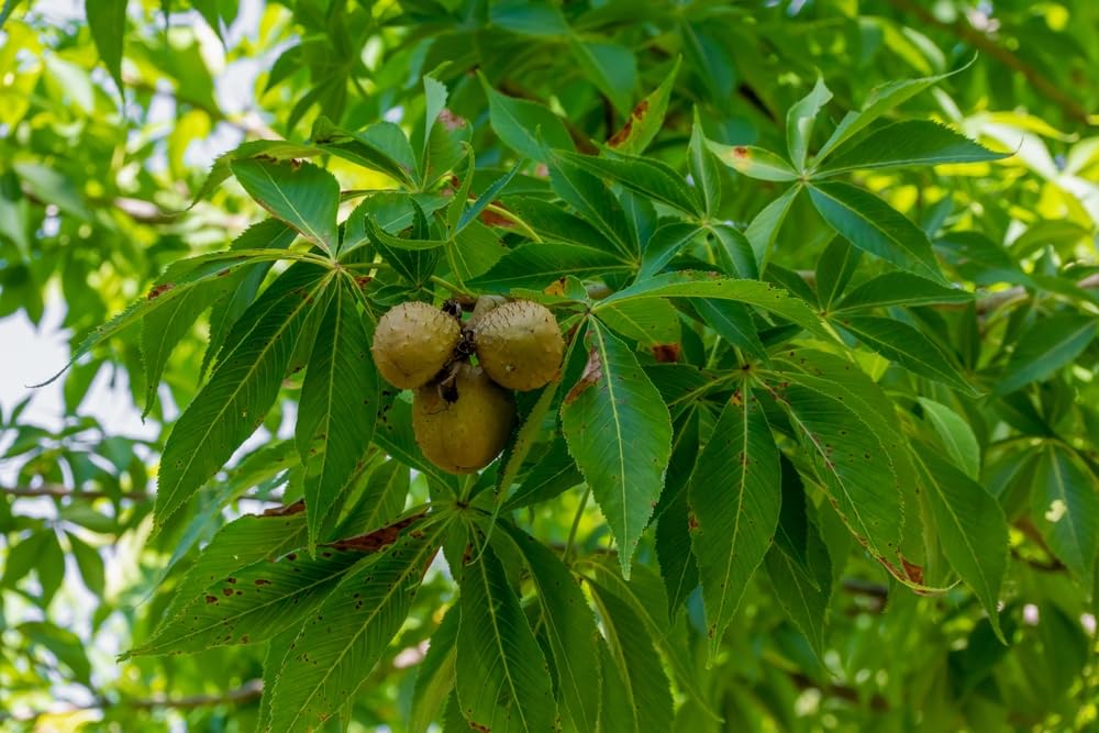 Ohio Buckeye Tree Seedlings for Planting - No Ship to California