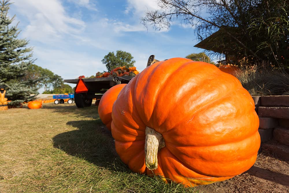 World Record Pumkin Seeds to Plant | 10 Seeds | Grow Atlantic Giant Pumpkins