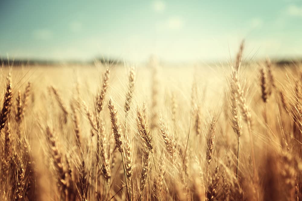 Wheat Berries - 5 Pounds - Farm Fresh Hard Red Winter Wheat Berries - Made in USA