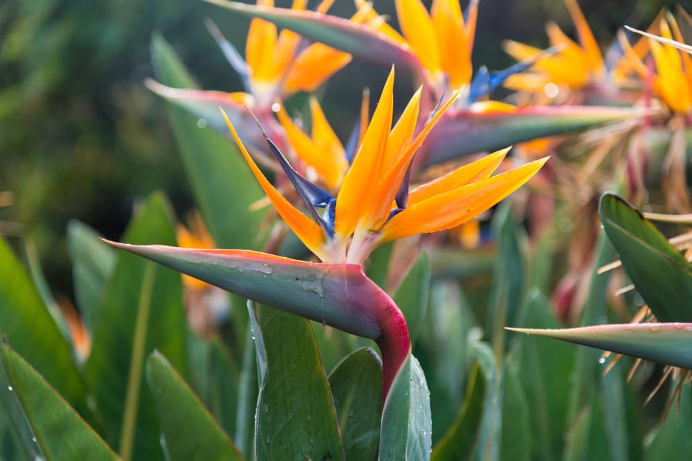 5 Seeds of Orange Bird of Paradise Flower fpr Planting - Great Indoor Tropical Plant or Bonsai - Strelitzia Reginae
