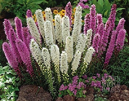 Mix BLAZING STAR (10 Bulbs), BUTTERFLY Plant, LIATRIS, PERENNIAL