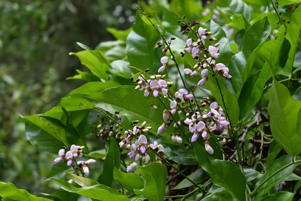 5 Indian Beech Tree Seeds for Planting - Pongamia pinnata