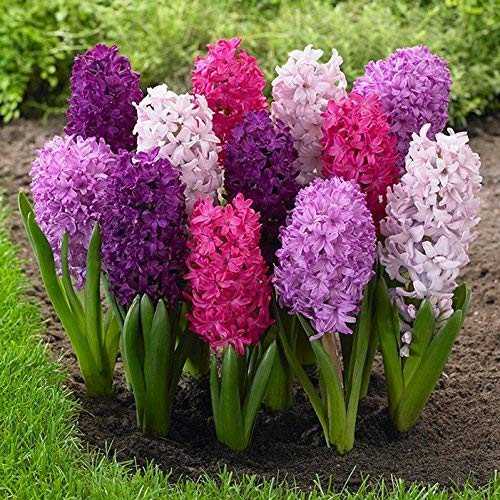 Crystal Live Green Gardening Rare Variety Hyacinth Imported Flower Bulbs (Multicolour) - Pack of 5 Bulbs