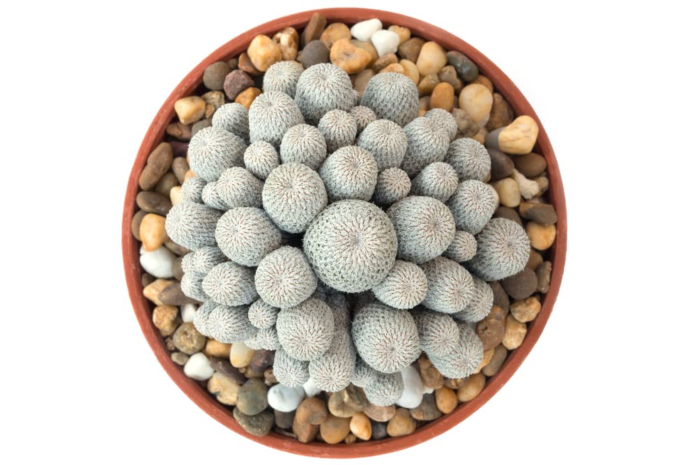 10 Rare Button Cactus Seeds - Epithelantha Micromeris - Ships from Iowa, USA - Grow Exotic Succulent Cacti Bonsai