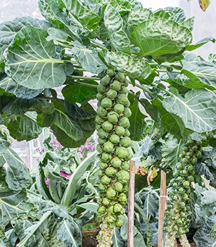 Brussel Sprouts Seeds | 250+ Seeds | Grow Your Own Food | Long Island Brussel Sprouts,
