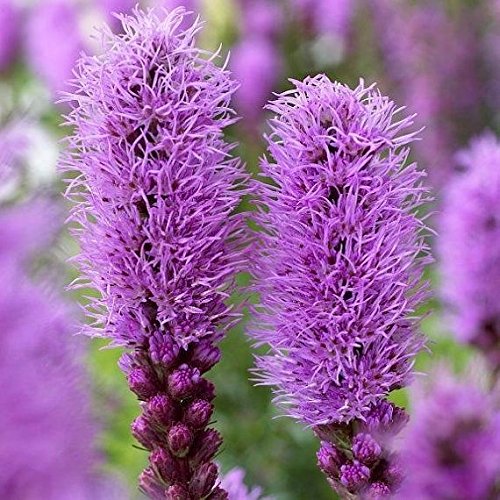 Purple BLAZING STAR (10 Bulbs), BUTTERFLY Plant, LIATRIS, PERENNIAL