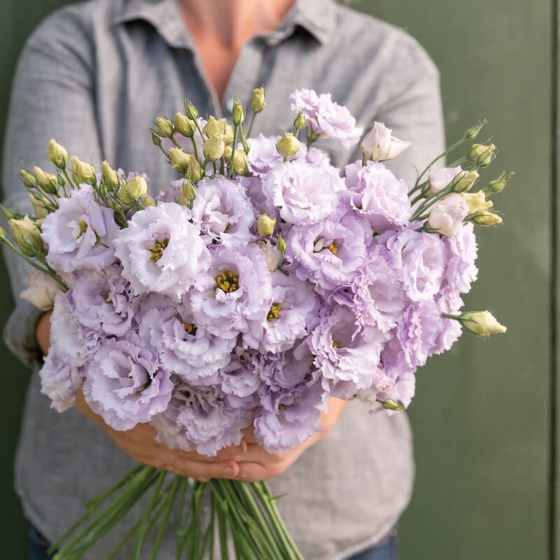 20 Lavender Lisianthus Flower Seeds for Planting -Pelleted Seed