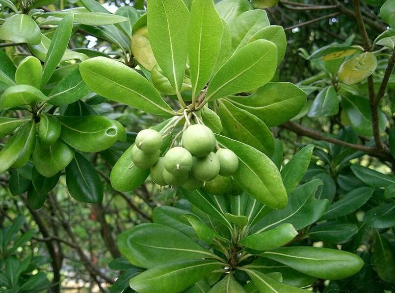 Japanese Cheesewood Tree Seeds for Planting (30 Seeds) - Pittosporum tobira
