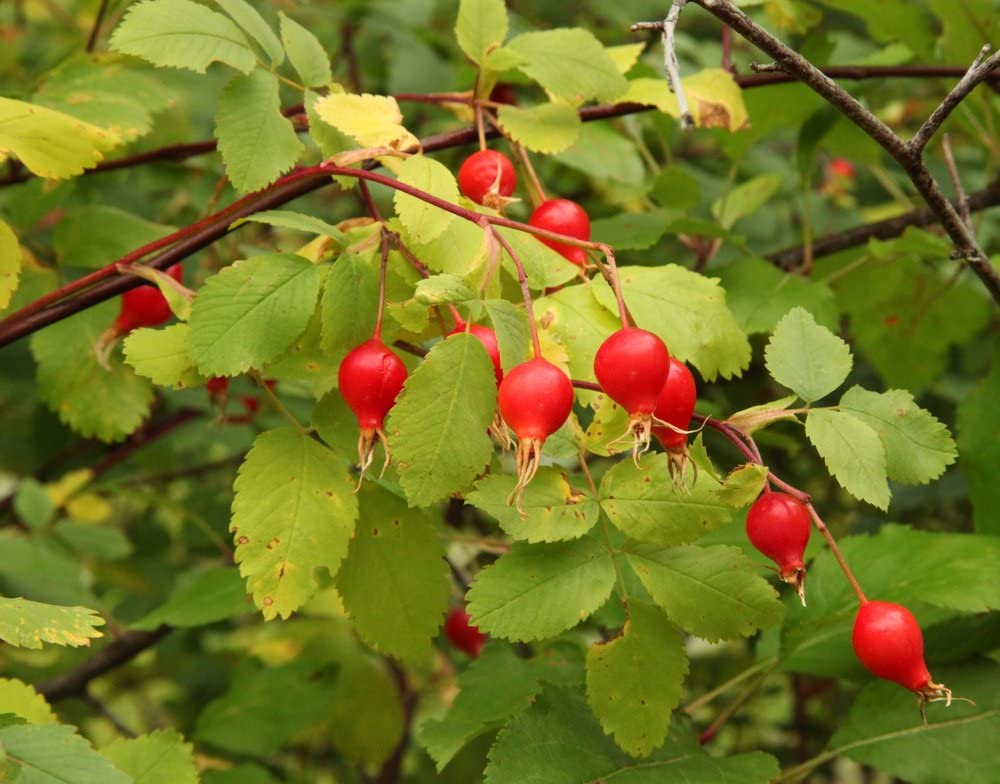 Woods Rose Seeds for Planting (30 Seeds) - Rosa woodsii - Grow Wild Rose Bushes