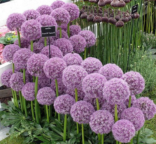 Pinball Wizard Allium - Flowering Onion - 1 Bulb - 20/+ cm Bulb