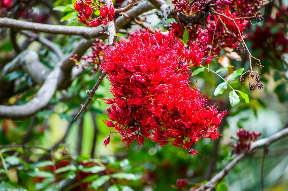 10 Drunken Parrot Tree Seeds for Planting - Schotia brachypetala