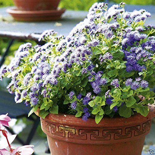 Flossflower Seeds,Garden Ageratum, Ageratum Mexicanum Blue Mink, Blueweed !(1000 Seeds)