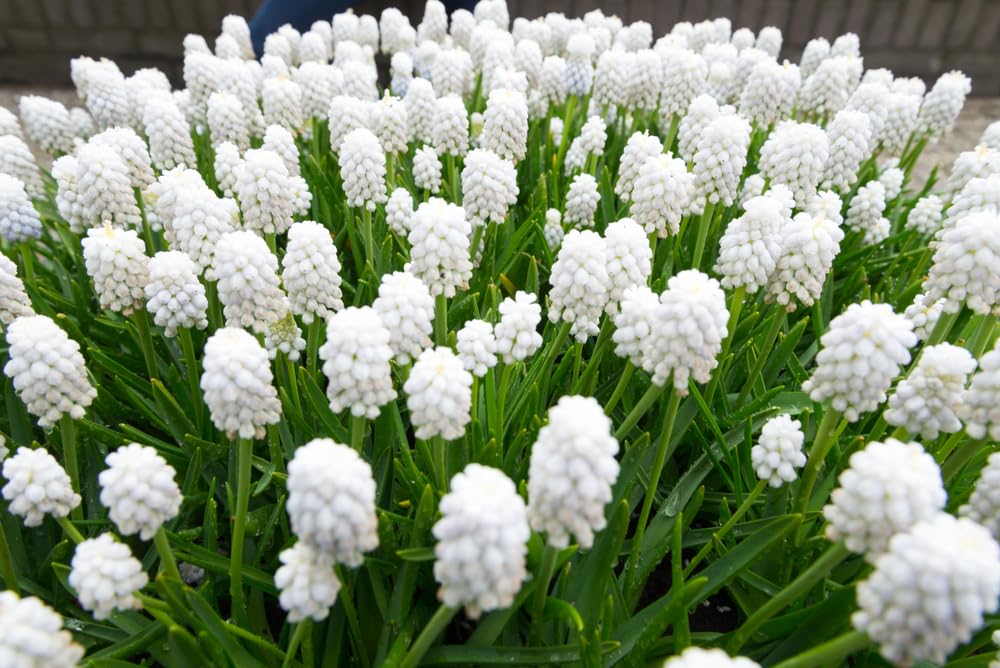 20 White Muscari Bulbs for Planting - Perennial Garden or Container Flowers