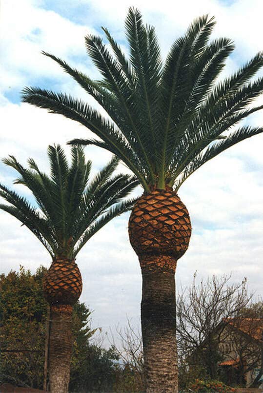 Canary Island Date Palm Seeds for Planting (5 Seeds) - Phoenix canariensis