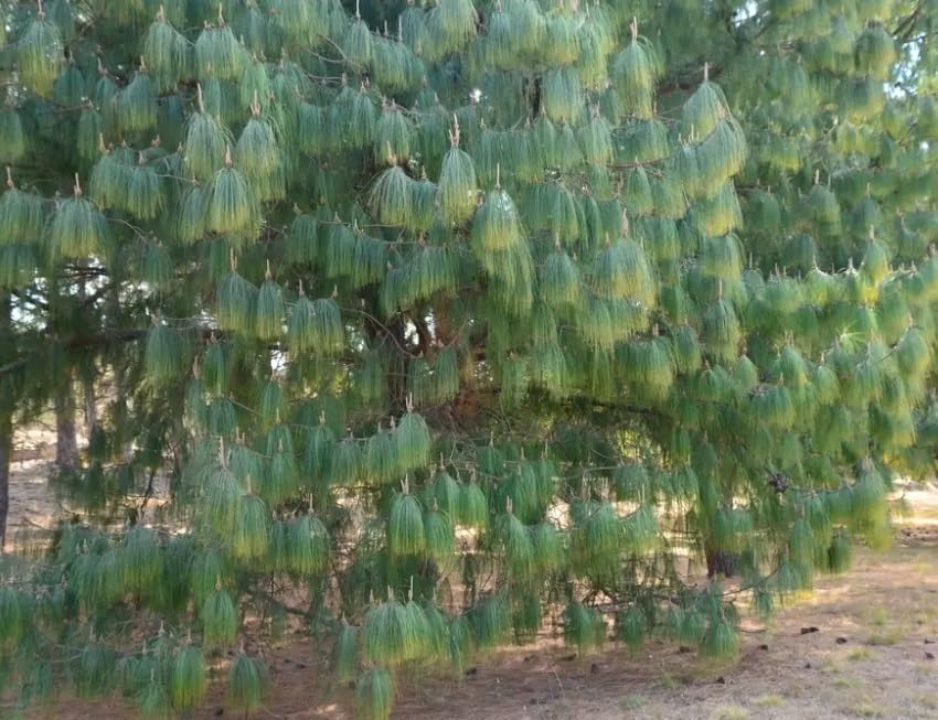 Mexican Weeping Pine Tree Seeds for Planting (30 Seeds) - Pinus patula