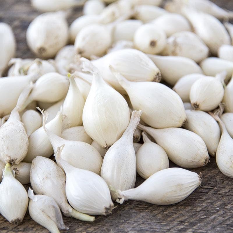 White Onion Sets for Planting - Easy to Grow Garden Vegetables - by The Pound