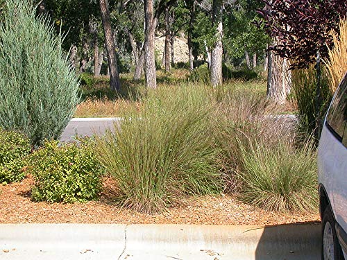 500+ Little Bluestem Seeds American Native Grass, Bunch Grass, Beard Grass
