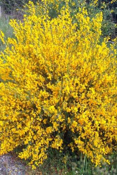 30 Seeds of Broom Cytisus for Planting - Cytisus baeticus