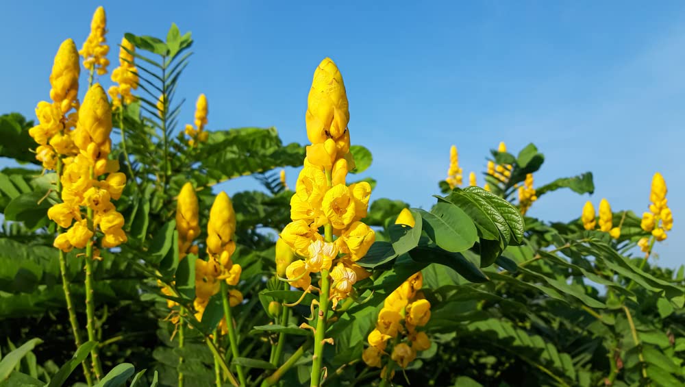Emperors Candlesticks Wildflower Seeds - 30 Seeds of Senna alata