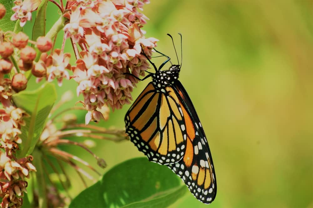 Common Milkweed Native Seeds for Planting (100 Seeds) - Asclepias syriaca - Great for Butrterfly