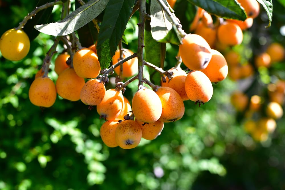 Loquat Shrub Seeds for Planting - Eriobotrya japonica (5 Seeds)