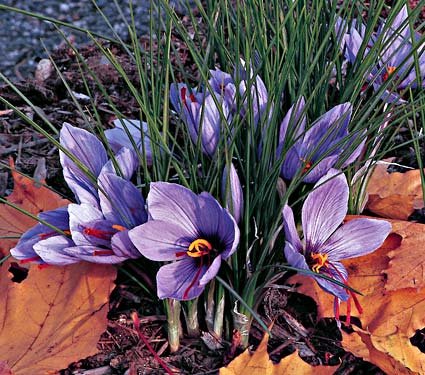 30 Saffron Crocus Bulbs--fall Blooming, Grow Your Own Saffron Spice! Plant now for Fall Blooms!
