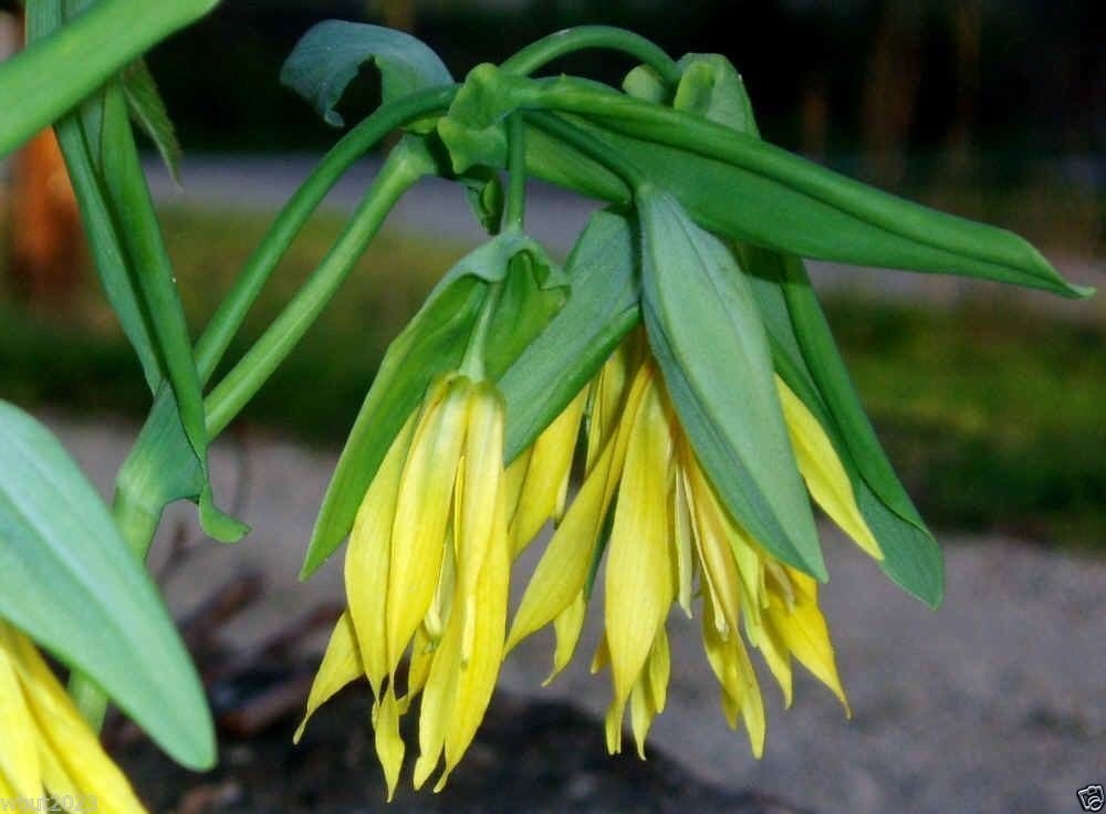 Fairybells / Bellwort (Uvularia grandiflora) Shade loving Perennial !-10 Seeds