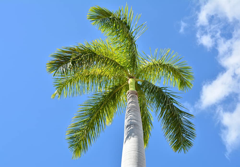 Royal Palm Tree Seeds for Planting - 10 Seeds - Roystonea Regina