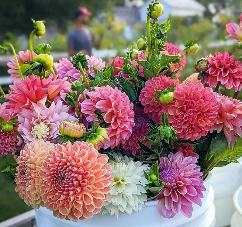 200 Mixed Color Dahlia Seeds for Planting