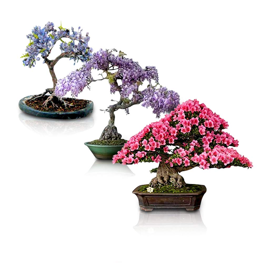 Flowering Bonsai Tree Seeds Bundle - 3 Types, All Flowering Tree Seeds, Vibrant Colors - Chinese Wisteria, Judas Tree, Blue Jacaranda
