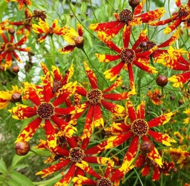 100 Rare Coreopsis Seeds - Radiana Tigrina- Ships from Iowa, USA