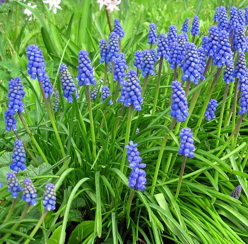 Blue Grape Hyacinth 25 Bulbs - Muscari armeniacum - 8/9 cm Bulbs
