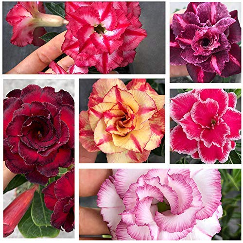 15 Seeds Desert Rose Seeds,Colorful Rose hep Flower Seeds for Home Balcony Garden Yard Potted Decoration