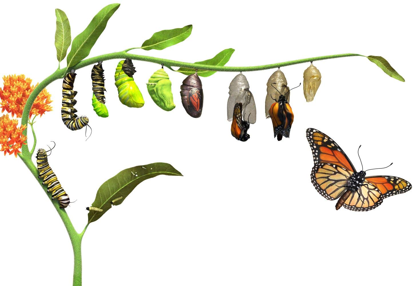 Outdoor STEM Kit - Wildflowers for Hummingbirds and Monarch Butterflies - Perennial Wildflower Seed Sewing Kit